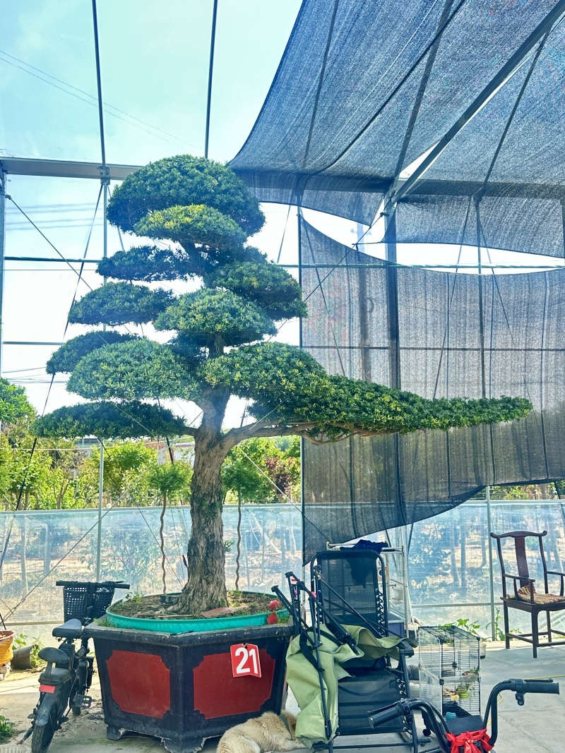 庭院造型罗汉松树景观树精品罗汉松盆景地景