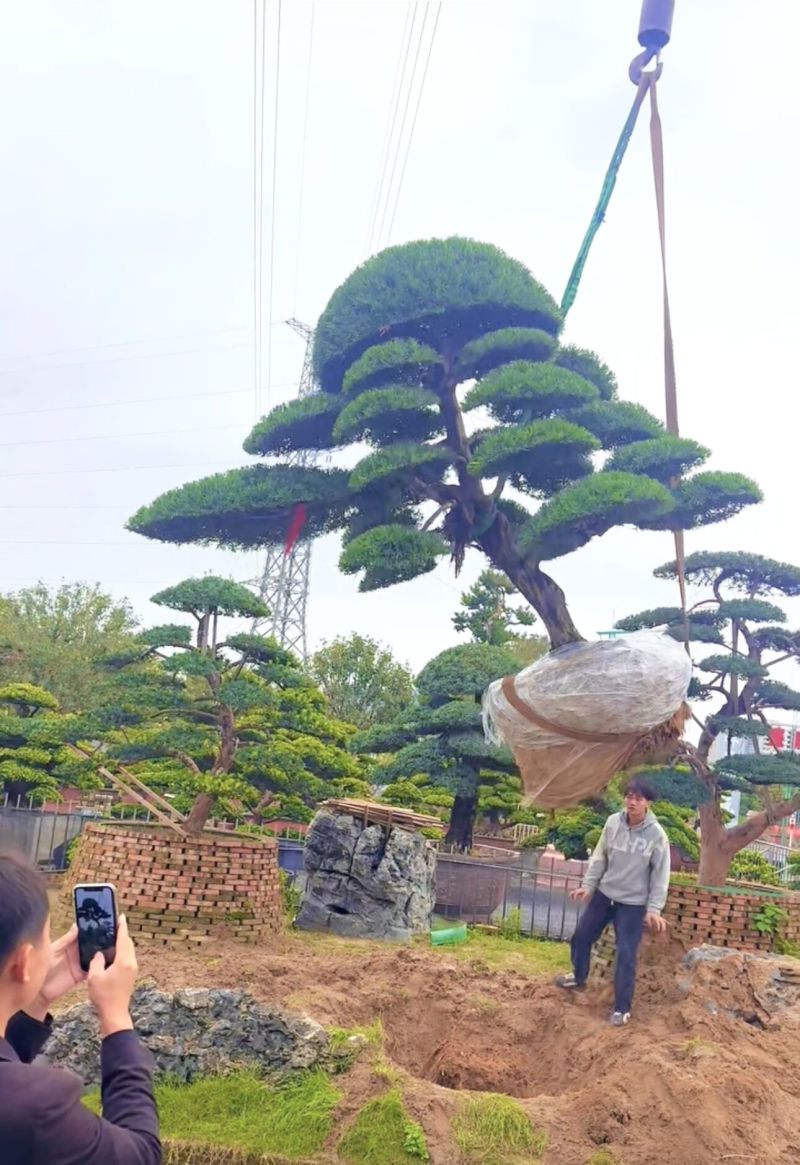 庭院造型罗汉松树景观树精品罗汉松盆景地景