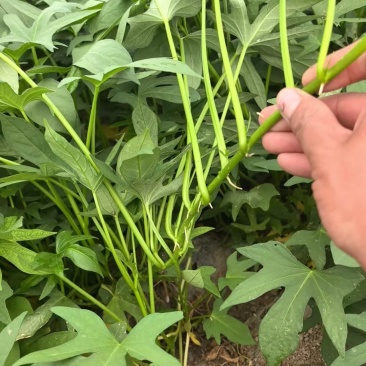 徐薯50红薯苗，一手货源，技术指导，可视频看货，价格可谈