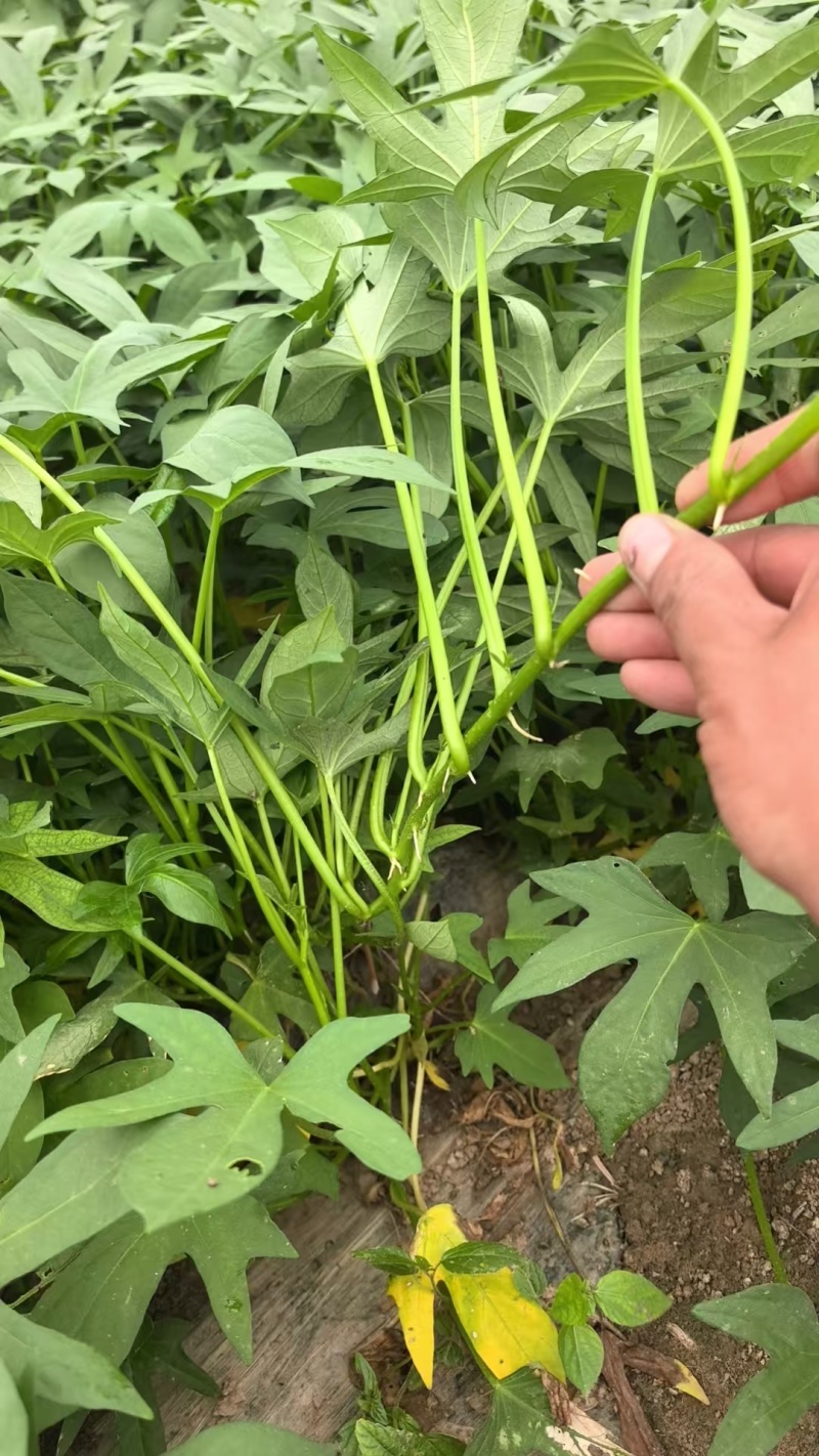 徐薯50红薯苗，一手货源，技术指导，可视频看货，价格可谈