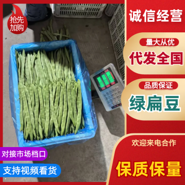 （扁豆）山西扁豆/大量供应/保质保量/专业代办团队