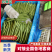 《四季豆》无筋豆/产地货源/全国供应批发