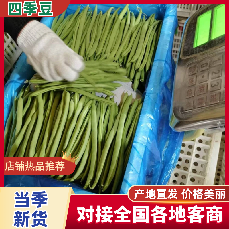 《四季豆》无筋豆/产地货源/全国供应批发