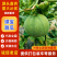 精品盐湖绿宝甜瓜头茬大量上市口感脆甜可视频看货