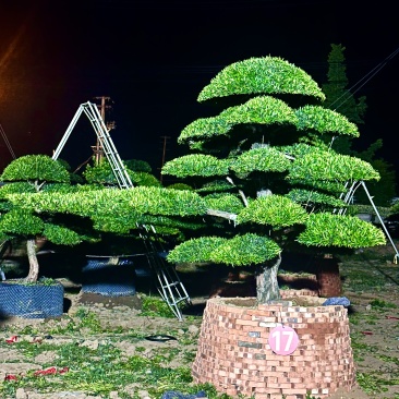 庭院造型树精品罗汉松景观造型树