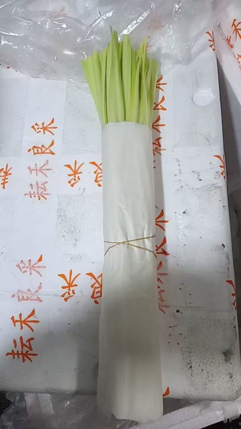 云南精品韭黄，产地直发，量大从优，对接各大批发市场等