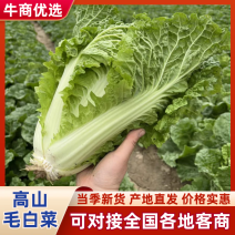 湖北宜昌高山毛白菜大白菜小白菜支持视频看货伦价