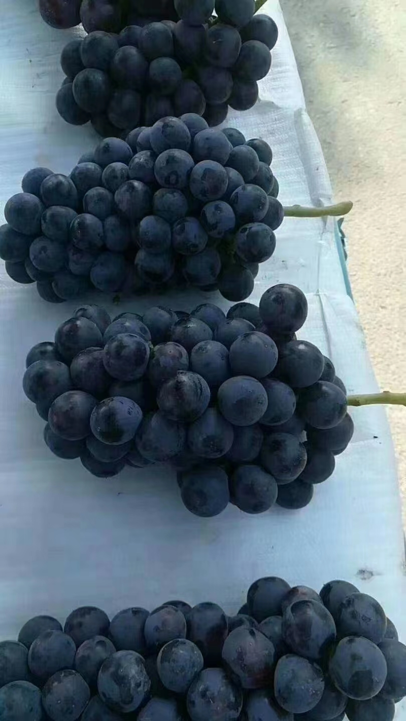夏黑葡萄山东精品夏黑葡萄/质量非常好