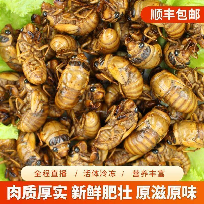 山东野生金蝉产地直发保质保量对接全国各大电商团购