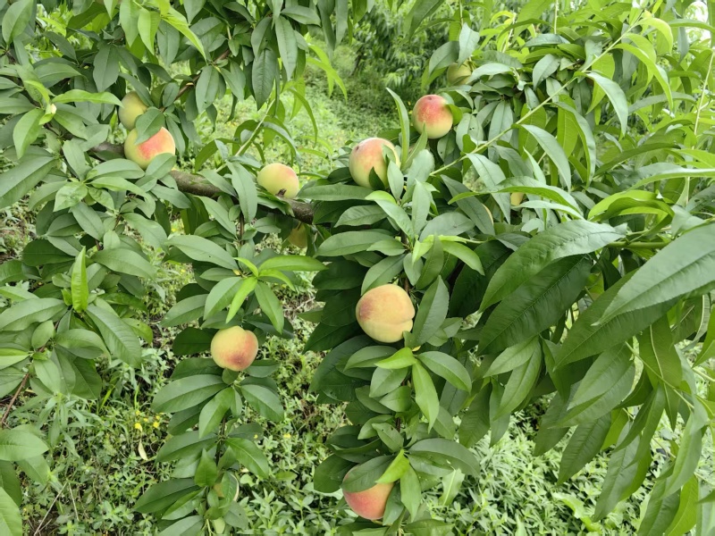 四川毛桃/春雪桃/精品桃/大量供应/基地直发/电联可议价