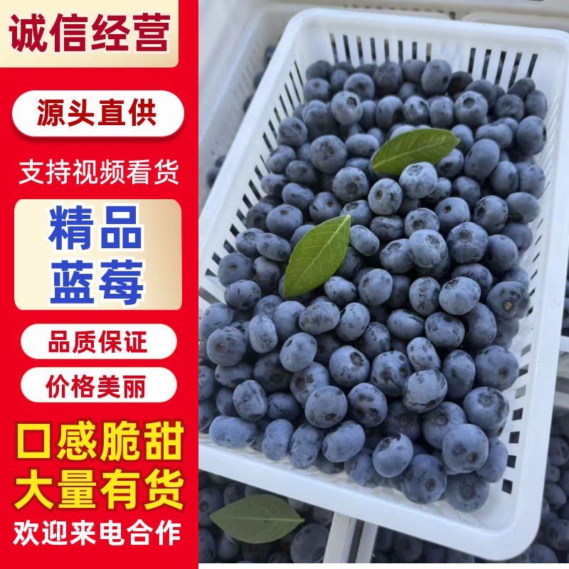 辽宁蓝莓北陆蓝莓大量上市产地直供对接市场商超渠道欢迎电话