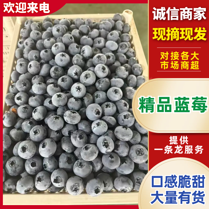 辽宁蓝莓北陆蓝莓大量供应产地直供一手货源品质保证诚信经营