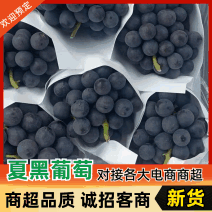 夏黑葡萄山东精品夏黑葡萄/质量非常好