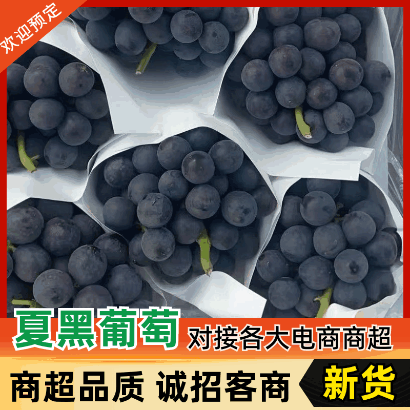 夏黑葡萄山东精品夏黑葡萄/质量非常好
