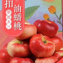 山东红油蟠桃产地直发品质保证欢迎老板来基地考察订购