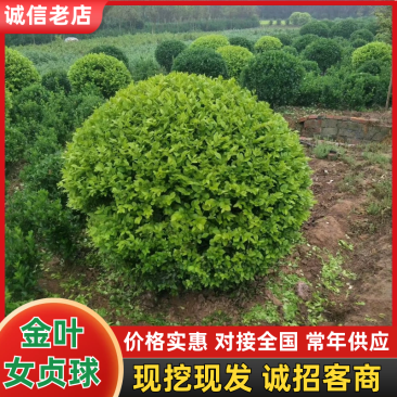 金叶女贞球，大球，小球，冠50一1米8，那位老板需要的联