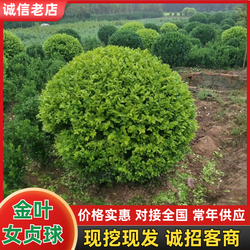 金叶女贞球，大球，小球，冠50一1米8，那位老板需要的联