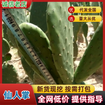 仙人掌6cm成活率95%以上，有带根发货