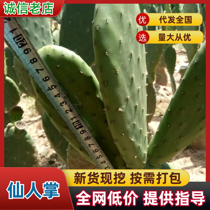仙人掌6cm成活率95%以上，有带根发货
