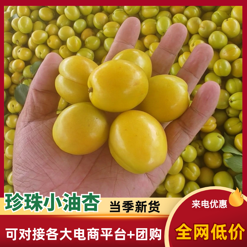 珍珠小油杏/小白杏『电商平台团购批发』现货速发
