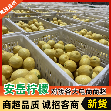 四川安岳黄柠檬新鲜水果精选皮薄一级特产尤力克鲜甜柠檬
