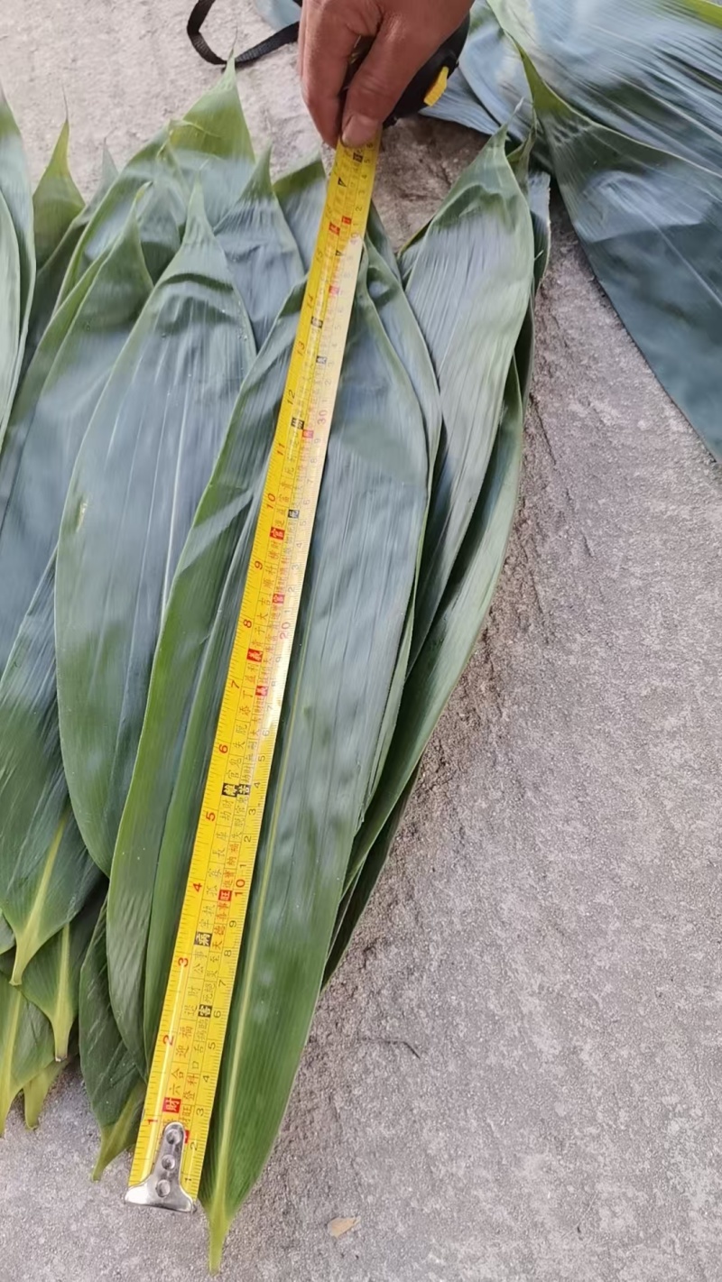 鲜粽叶新鲜现摘粽叶8公分起基地直供量大从优品质保证