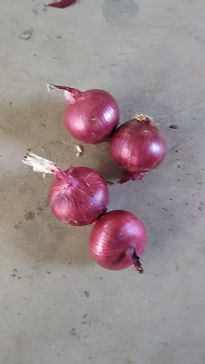 紫皮洋葱大小均匀质量好产地直供基地直销量大从优