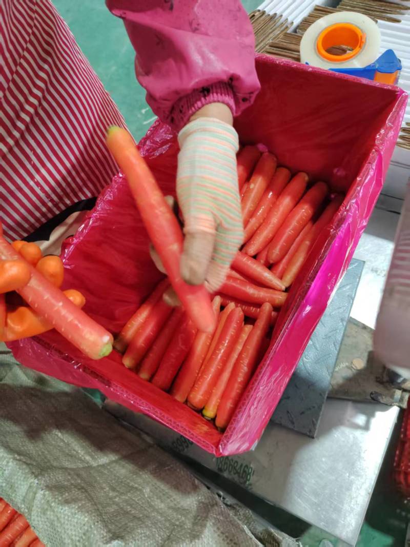 胡萝卜，产地直发，大量有货，可视频看货，欢迎咨询采购