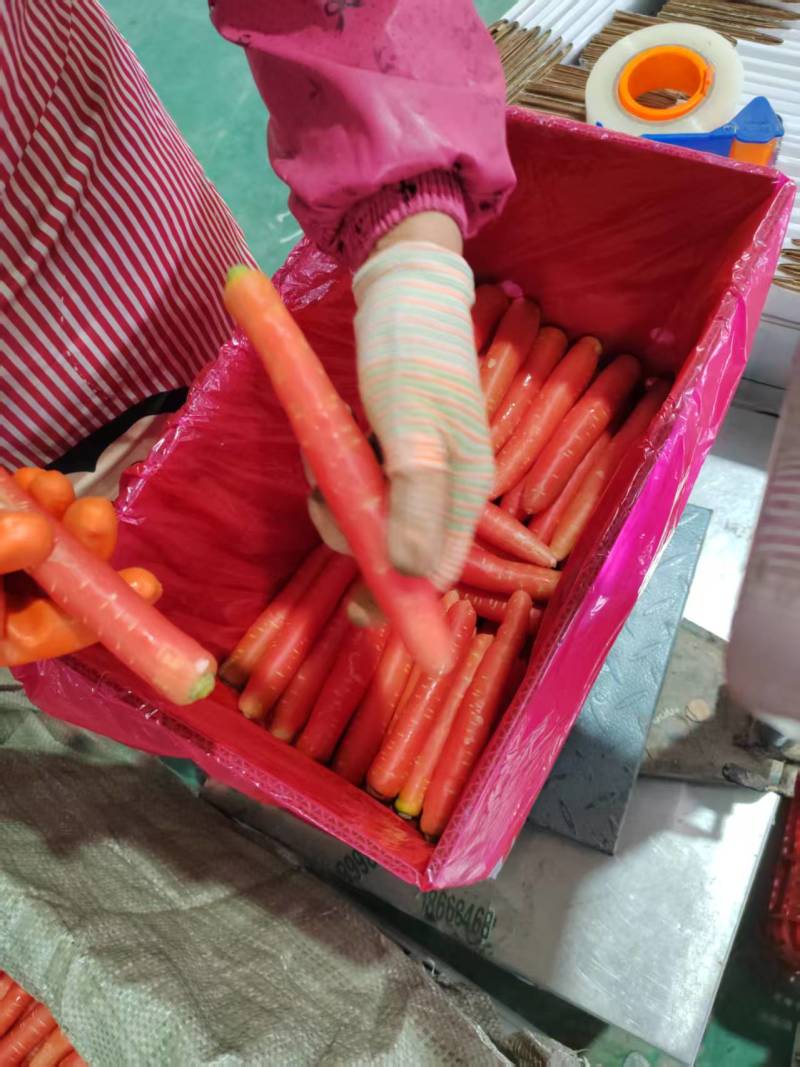 胡萝卜，产地直发，大量有货，可视频看货，欢迎咨询采购