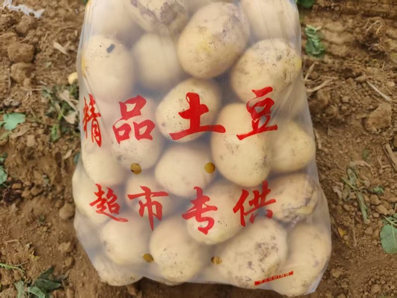 沃土5号黄心土豆个大，黄心，产地直发，四两起步