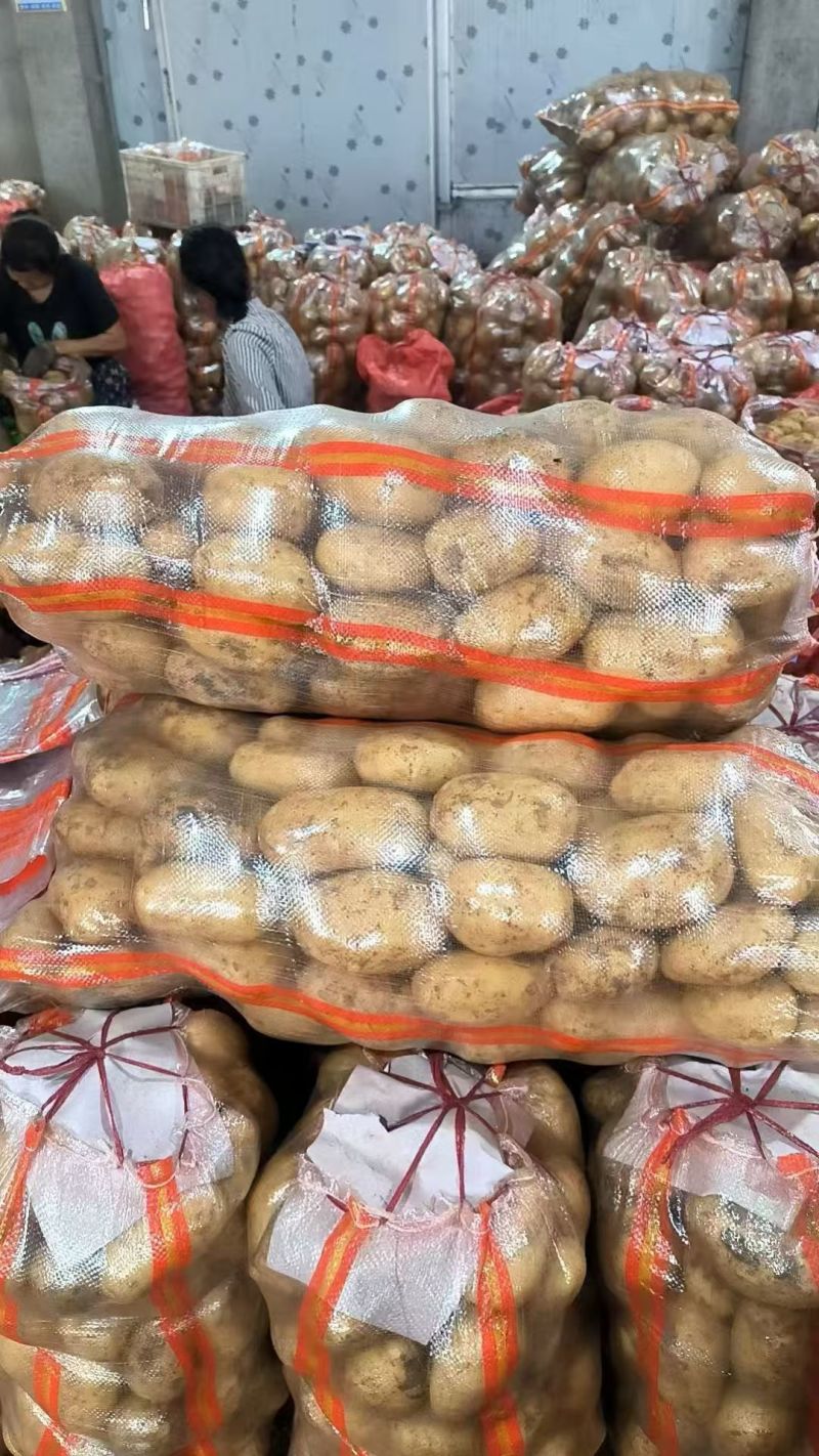 沃土5号黄心土豆个大，黄心，产地直发，四两起步