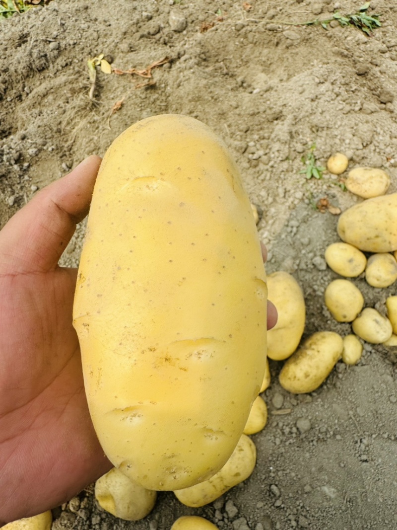 沃土5号黄心土豆个大，黄心，产地直发，四两起步