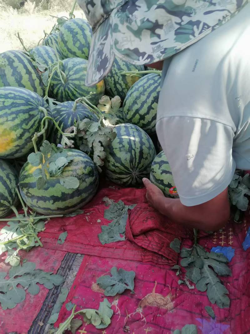 陕西甜王西瓜价格美丽整车走货清甜可口欢迎询价