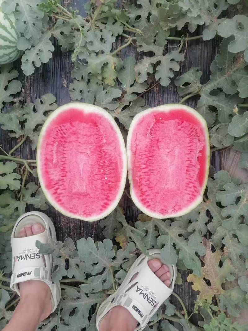 陕西甜王西瓜价格美丽整车走货清甜可口欢迎询价