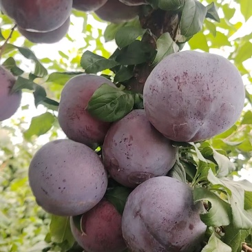 辽宁黑布林李子已大量上市产地直供品质保证可全国发货