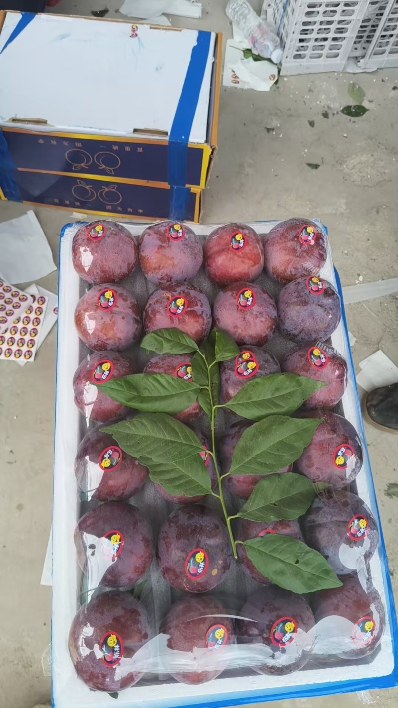 辽宁黑布林李子已大量上市产地直供品质保证可全国发货