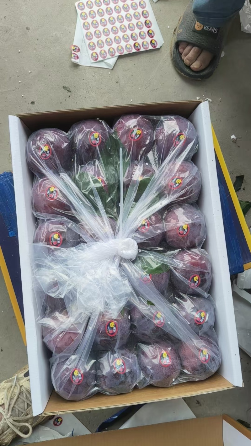 辽宁黑布林李子已大量上市产地直供品质保证可全国发货