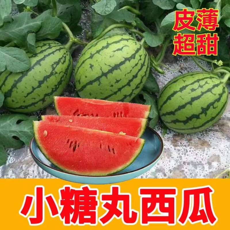 陕西全美2k西瓜皮薄瓤口好头茬熟度刚好有纸箱托盘