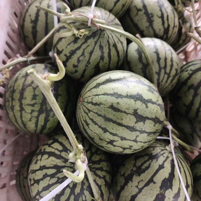 陕西全美2k西瓜皮薄瓤口好头茬熟度刚好有纸箱托盘