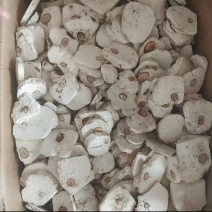 茯神茯神木，40斤优惠价格（偏远地区除外）