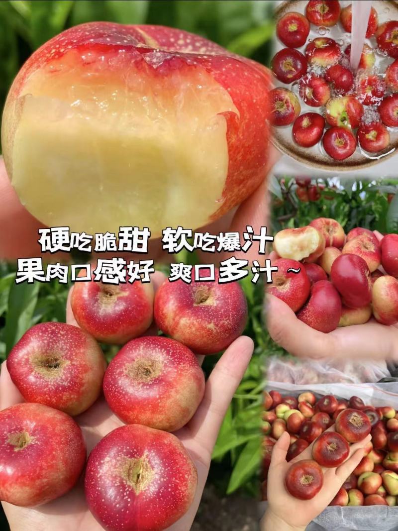 山东纽扣油蟠桃货好价格低承接电商团购一件代发