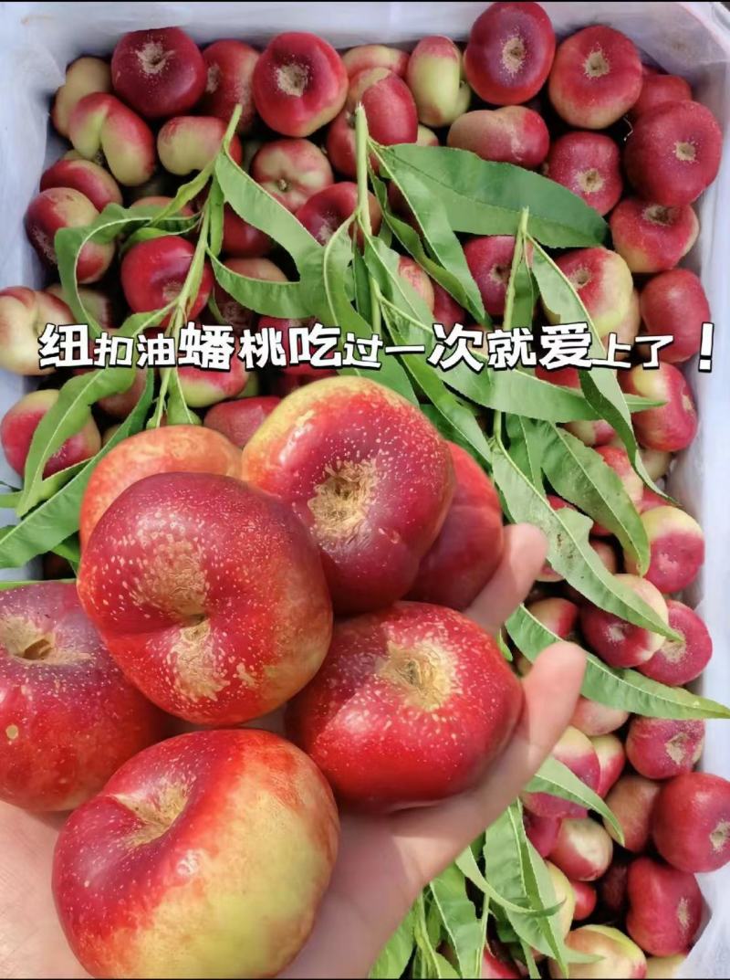 山东纽扣油蟠桃货好价格低承接电商团购一件代发