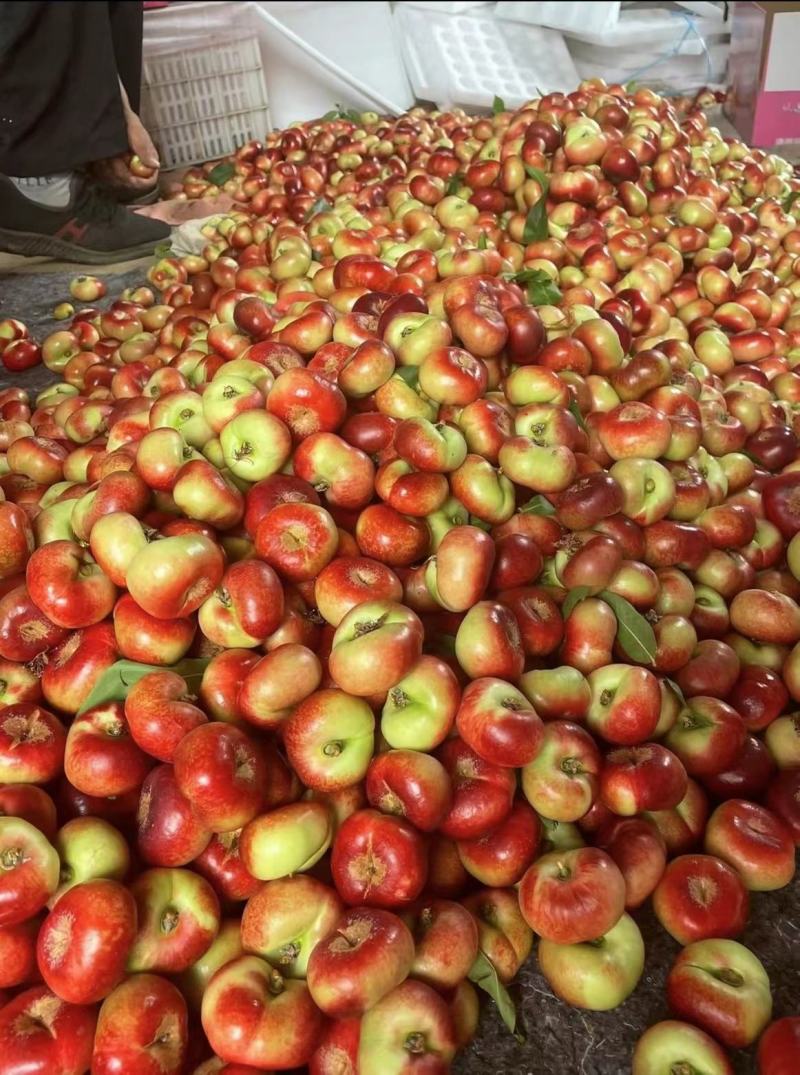山东纽扣油蟠桃货好价格低承接电商团购一件代发