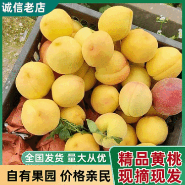 湖北黄桃『黄金蜜一号』湖北随县产地/现摘现发/全国发货