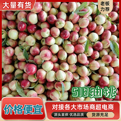 《518油桃》湖北随县产地/现摘现发/规格齐全/代发全国