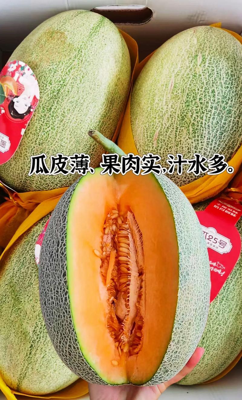 【热卖推荐】安阳滑县精品晓蜜25哈密瓜/产地直发货源充足