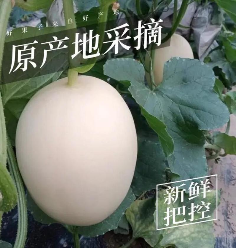 【热卖】安阳精品红金蜜甜瓜/货源充足价格实惠欢迎来电