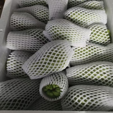 佛手瓜