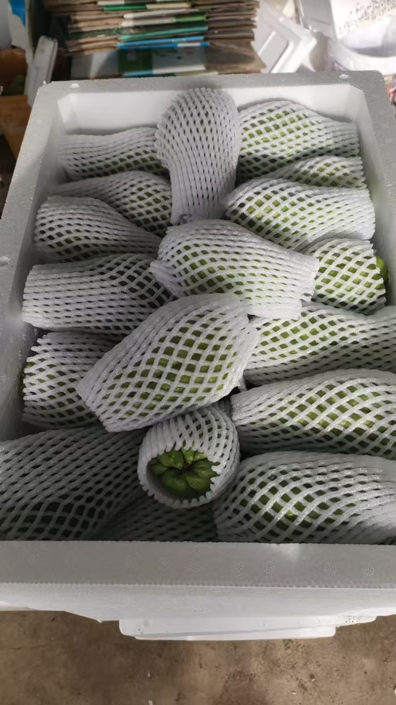佛手瓜