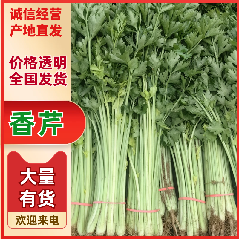 【精品】宁夏产地香芹，代发全国对接全国批发市场电商商超